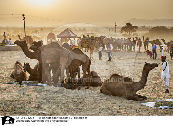Dromedare auf dem Viehmarkt / Dromedary Camel on the animal market / JR-04235