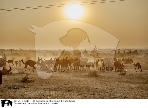 Dromedary Camel on the animal market / JR-04236