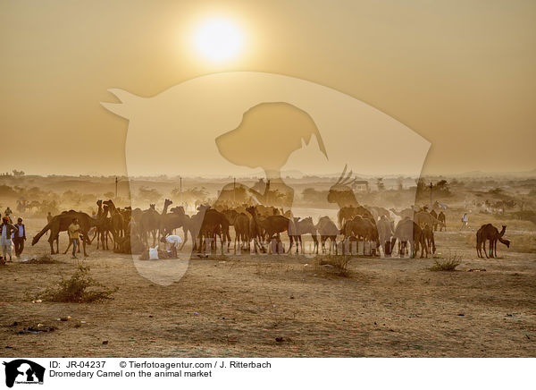 Dromedary Camel on the animal market / JR-04237