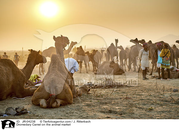 Dromedare auf dem Viehmarkt / Dromedary Camel on the animal market / JR-04238