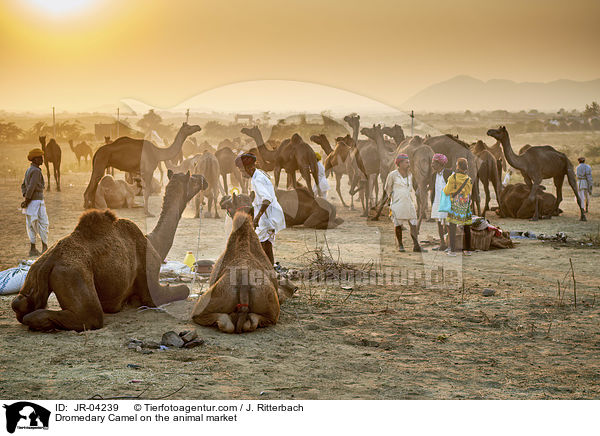 Dromedare auf dem Viehmarkt / Dromedary Camel on the animal market / JR-04239