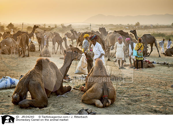 Dromedare auf dem Viehmarkt / Dromedary Camel on the animal market / JR-04240