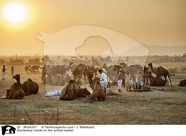 Dromedary Camel on the animal market / JR-04241
