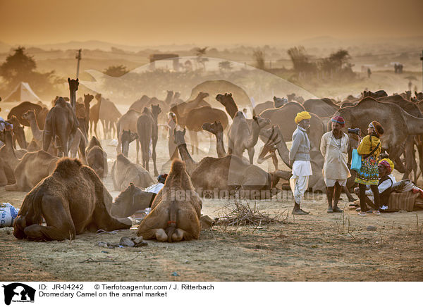 Dromedare auf dem Viehmarkt / Dromedary Camel on the animal market / JR-04242