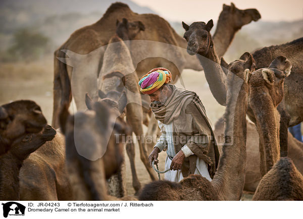 Dromedary Camel on the animal market / JR-04243