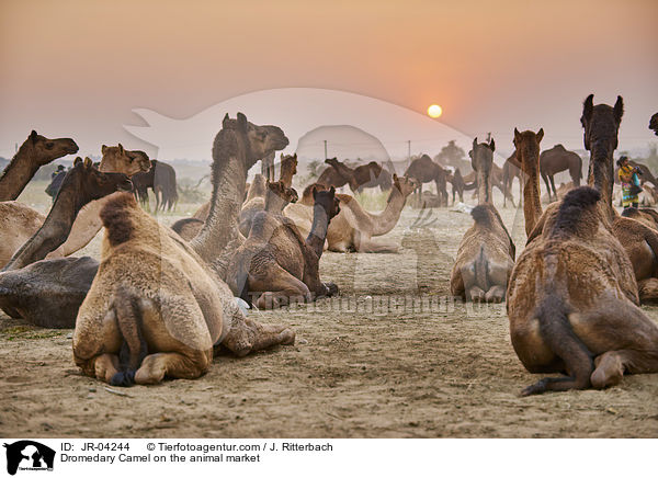 Dromedary Camel on the animal market / JR-04244