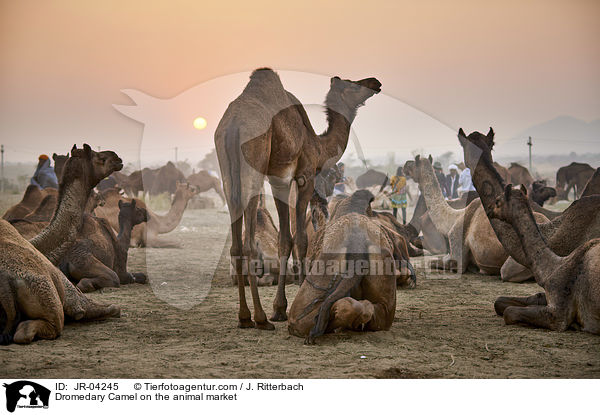 Dromedare auf dem Viehmarkt / Dromedary Camel on the animal market / JR-04245
