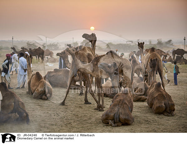 Dromedary Camel on the animal market / JR-04246