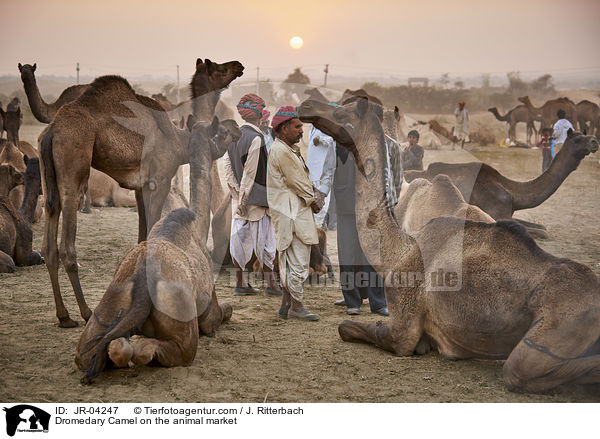 Dromedary Camel on the animal market / JR-04247