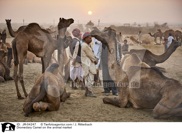 Dromedare auf dem Viehmarkt / Dromedary Camel on the animal market / JR-04247