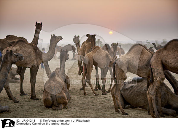 Dromedar auf dem Viehmarkt / Dromedary Camel on the animal market / JR-04248