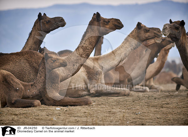 Dromedary Camel on the animal market / JR-04250
