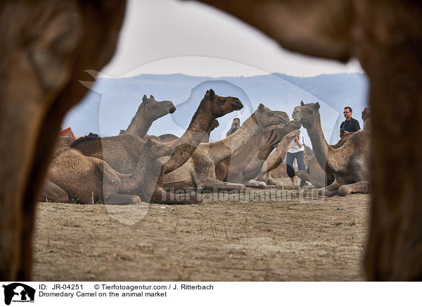 Dromedary Camel on the animal market / JR-04251