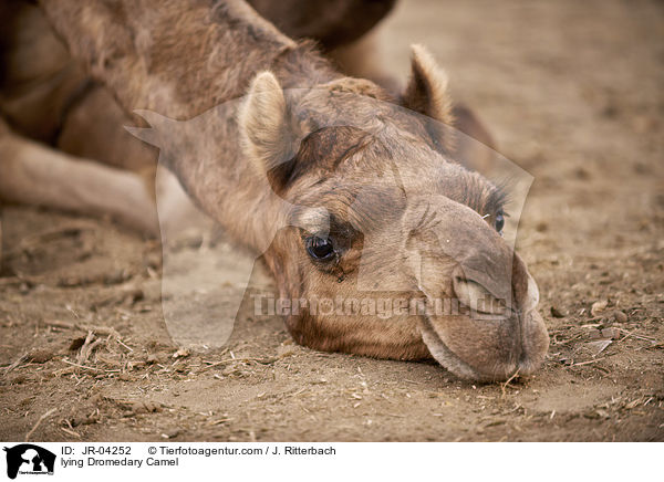 lying Dromedary Camel / JR-04252
