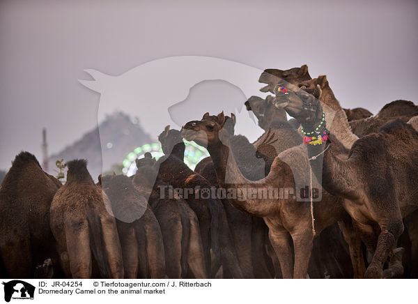 Dromedare auf dem Viehmarkt / Dromedary Camel on the animal market / JR-04254