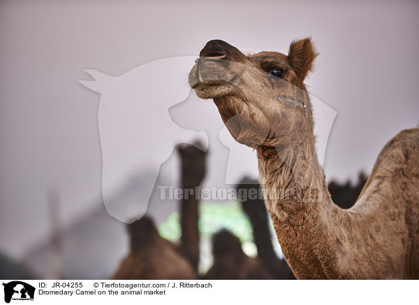Dromedary Camel on the animal market / JR-04255