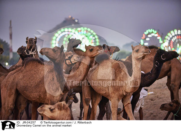 Dromedare auf dem Viehmarkt / Dromedary Camel on the animal market / JR-04257