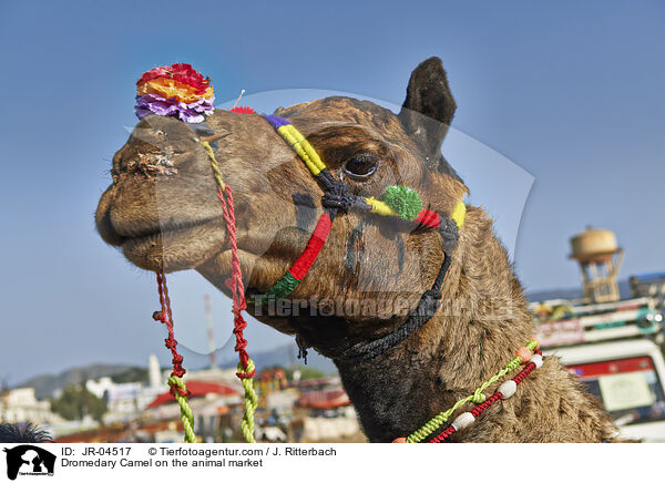 Dromedary Camel on the animal market / JR-04517