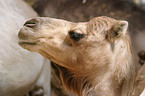 Dromedary head