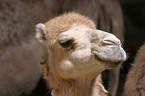 Dromedary head