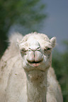 Dromedary head