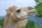 Dromedary head