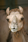 Dromedary head