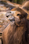 Arabian camel