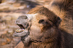 Arabian camel