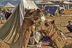 Dromedary Camel on the animal market