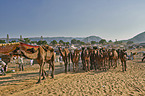 Dromedary Camel on the animal market