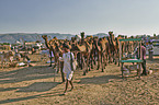 Dromedary Camel on the animal market