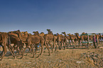 Dromedary Camel on the animal market