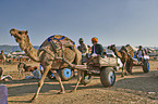 Dromedary Camel on the animal market