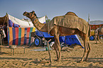 Dromedary Camel on the animal market