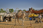 Dromedary Camel on the animal market