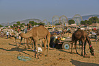 Dromedary Camel on the animal market