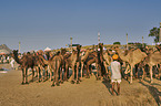 Dromedary Camel on the animal market