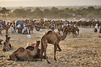 Dromedary Camel on the animal market