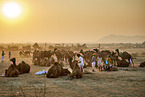 Dromedary Camel on the animal market