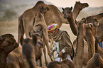 Dromedary Camel on the animal market