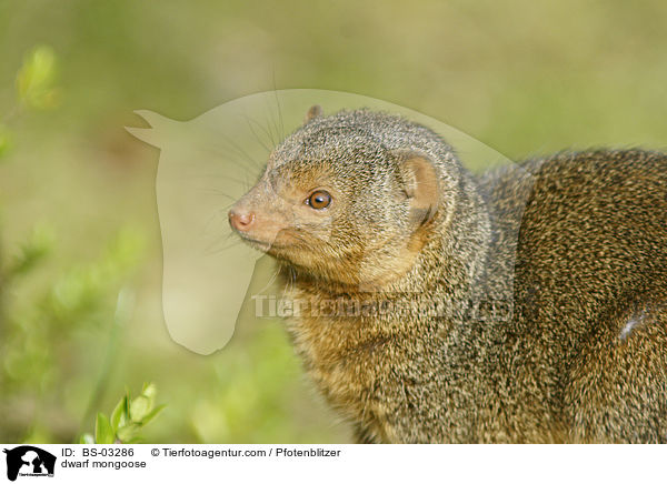 dwarf mongoose / BS-03286