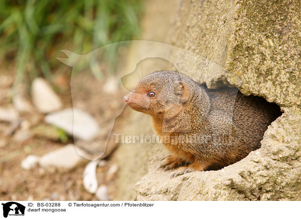 Zwergmanguste / dwarf mongoose / BS-03288