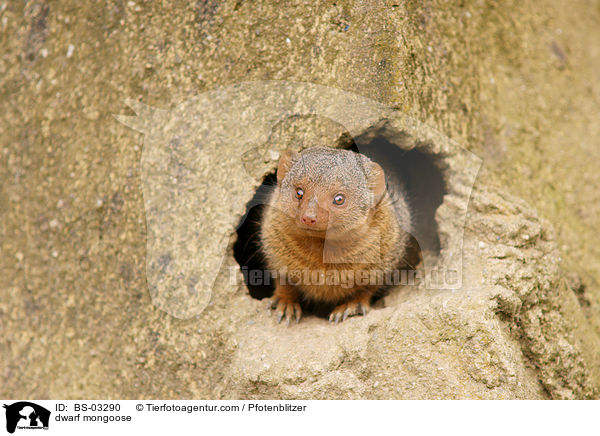 dwarf mongoose / BS-03290