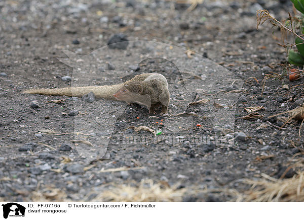 dwarf mongoose / FF-07165