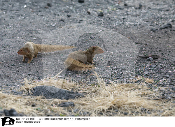 Zwergmangusten / dwarf mongooses / FF-07166