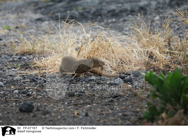 Zwergmanguste / dwarf mongoose / FF-07167