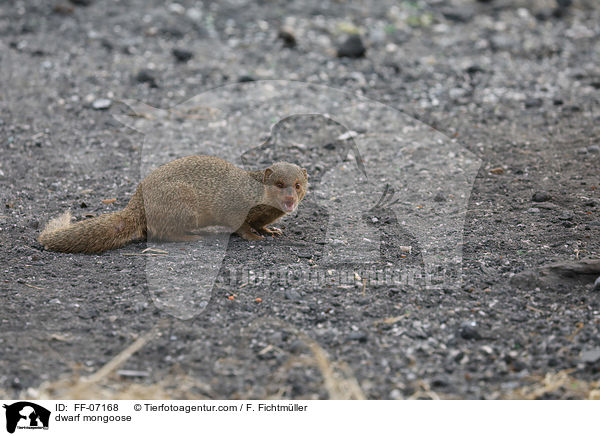 Zwergmanguste / dwarf mongoose / FF-07168