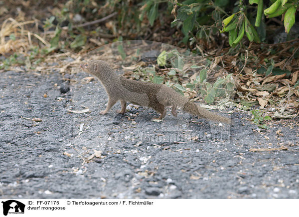 Zwergmanguste / dwarf mongoose / FF-07175