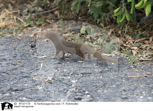 dwarf mongoose / FF-07175